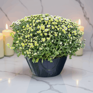 Doniczka na chryzantemy dekoracja czarna MD902